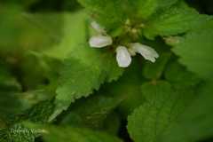 Lamium album